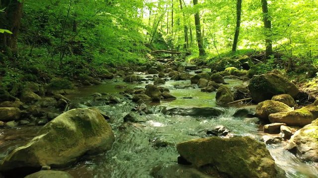 Slowly moving above rocky forest stream .