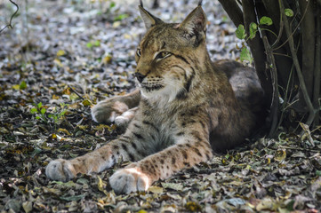Portrait of a beautiful and majestic lynx resting on the shadow.