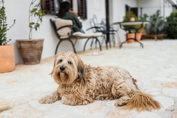 Dog on a terrace