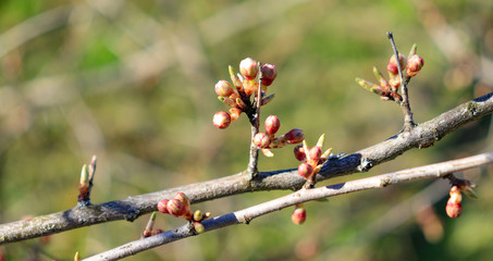 cherry plum blossoms on a tree, spring beauty