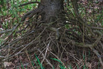 Naklejka na ściany i meble tangled and dry spruce root system