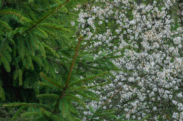 green spruce and blossoming white petals tree