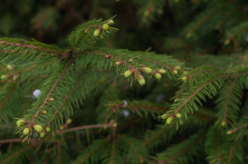 light green gemma spruce branch