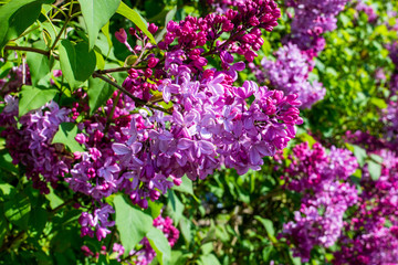 Obraz premium A panicle of purple mauve flowers from a lilac bush Syringa vulgaris in the spring sunshine