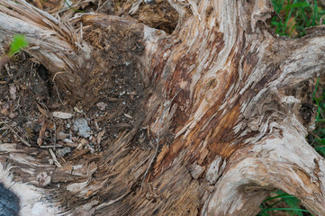dry wood chips and a dry trunk cut