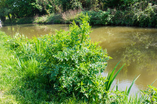A highly poisonous  Hemlock Water-dropwort - Oenanthe crocata plant growing by the side of a canal early in the year without flowers