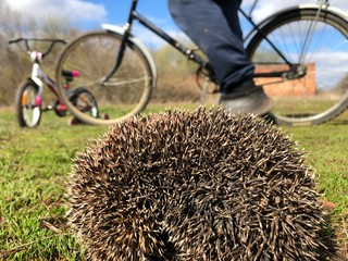 the hedgehog and the bike