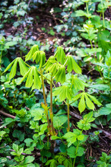 A small horse chestnut or conker tree sapling growing in the shade and undergrowth of a small wood