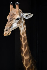 Portrait of a beautiful giraffe looking around and isolated against a black background.