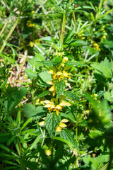 A yellow archangel deadnettle Lamium galeobdolon growing at the base of a hedgerow in the spring sun