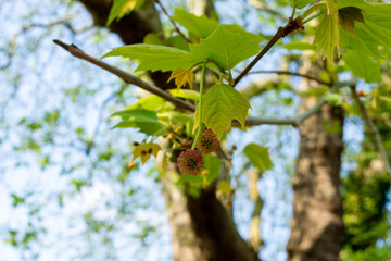 A pair of small globular blossoms on a London Plane tree Platanus × acerifolia with early leaves and the branches in the background