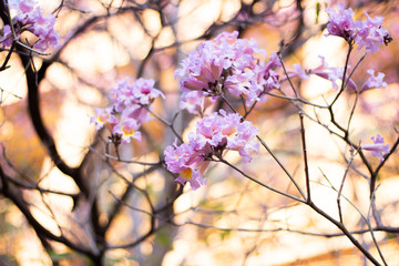 Tabebuia rosea pink flower in garden.
