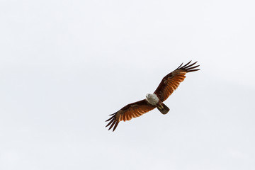 The Red eagle fly on the sky in nature at thailand