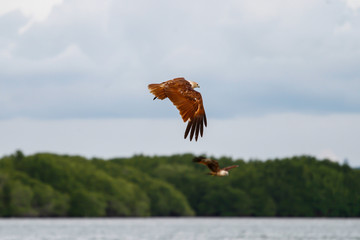 The Red eagle fly on the sky in nature at thailand
