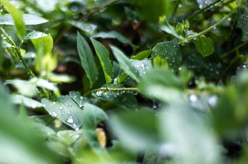 Green leaves after rain