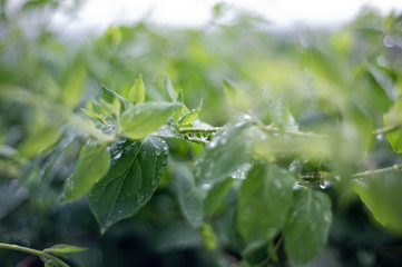 Green leaves after rain