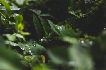 Fototapeta na wymiar Green leaves after rain