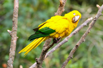 Yellow parrot on a tree, bird in natural landscape