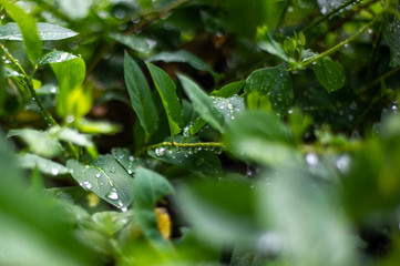 Green leaves after rain