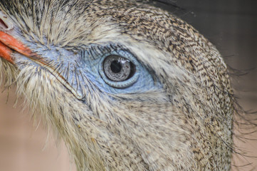 Red-legged seriema, Cariama cristata, very close up on the eye of the bird