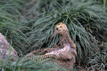 bird in its nest in the bush