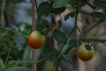 Tomato plants in the organic vegetable greenhouse. Tomatoes ripening on the vine.