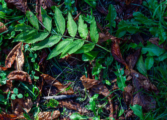 small tree in the forest