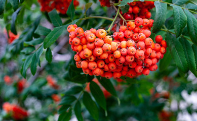 red berries on a bush