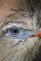 Red-legged seriema, Cariama cristata, very close up on the eye of the bird