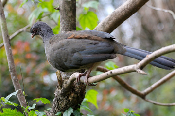 Dusky legged bird in natural landscape