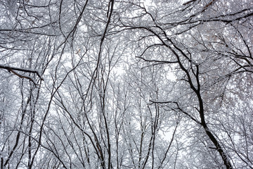 trees in the snow