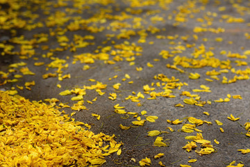 Yellow flowers on concrete road surface.