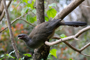Dusky legged bird in natural landscape