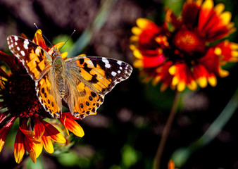 butterfly on flower