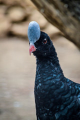 Helmeted Curassow (Pauxi pauxi) close-up profile