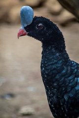 Helmeted Curassow (Pauxi pauxi) close-up profile