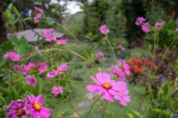 Obraz premium Pink Daisies in the field
