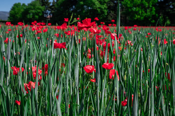 Poppy and buds parasitizing a wheat field. Close-up view from above.