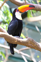 colorful toucan on a tree, bird in natural landscape