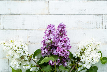 bright blooming violet and white lilac on a light background imitating a tree. Wooden background, branches and flowers of lilac laid out on the background. Photophone for decor