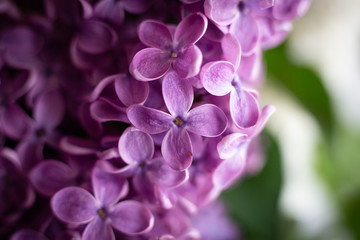 Naklejka na ściany i meble close up of lilac flowers