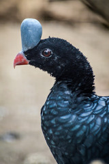 Helmeted Curassow (Pauxi pauxi) close-up profile