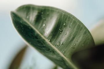 Hoja mojada. Hoja de palmera con gotas de agua. © SaskiaBauerPhoto
