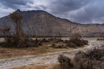 Desert plant Landscape at Sand Dunes in Nubra Valley, Diskit, Ladakh district, Jammu and Kashmir, India