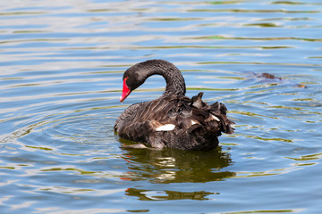 black swan in lake, bird in natural landscape