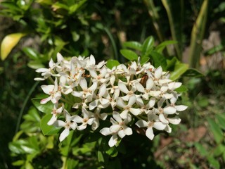 ดอกไม้ ทุ่งหญ้า ท่องฟ้า ทะเลสาป เต่าทอง