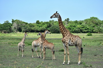 Naklejka na ściany i meble cute young giraffes in wetland county of South Africa