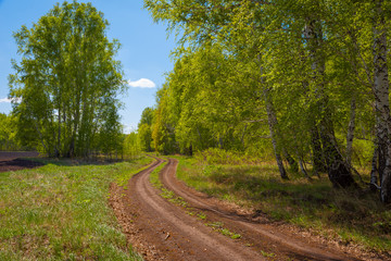 Fototapeta na wymiar Birch forest in warm spring Sunny weather, winding road, blue sky with a white cloud.
