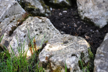 Stone and Moss