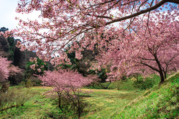 Full bloomed Cerasus lannesiana &lsquo;Kawazu-zakura&rsquo; at the field.